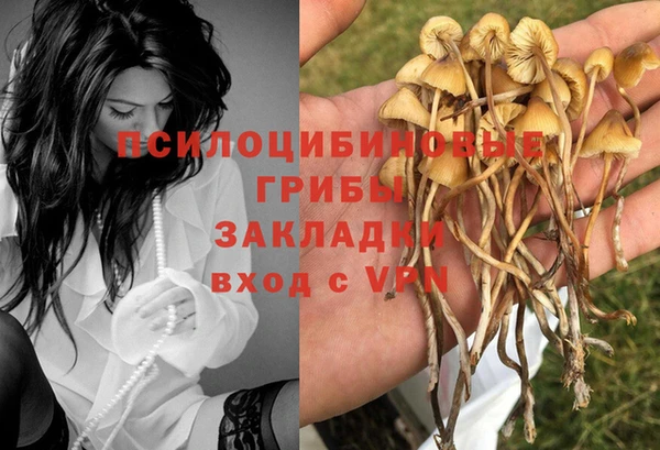 крисы Абаза
